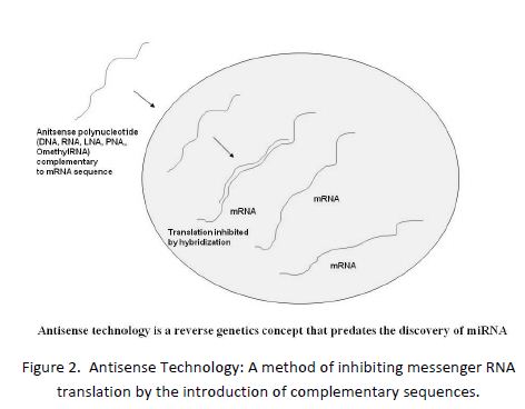 antisense