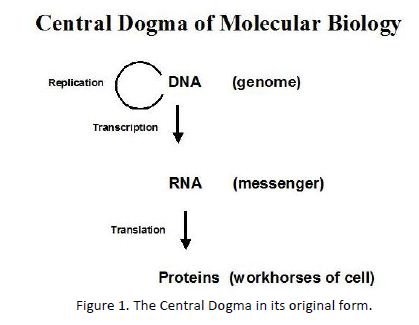 central dogma